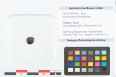 Foto (Objekt + Etikett) von Musa eocenica Ettingshausen (NHMW-GEO-2024-0188-9033)